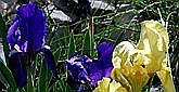 Iris nain